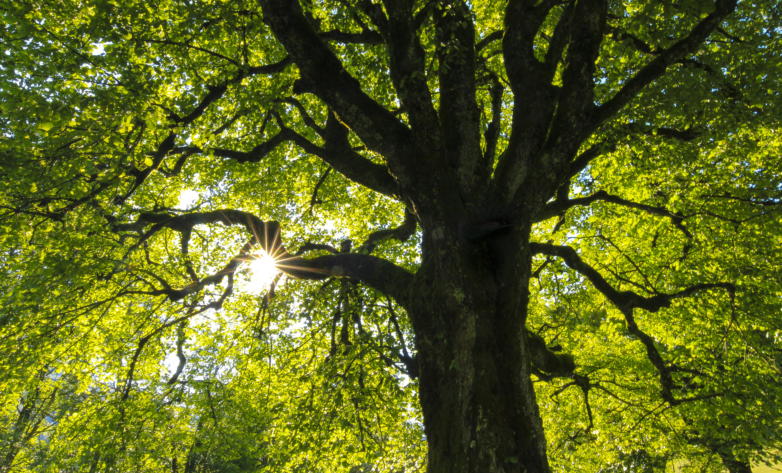 aupres-de-mon-arbre-georges-brassens