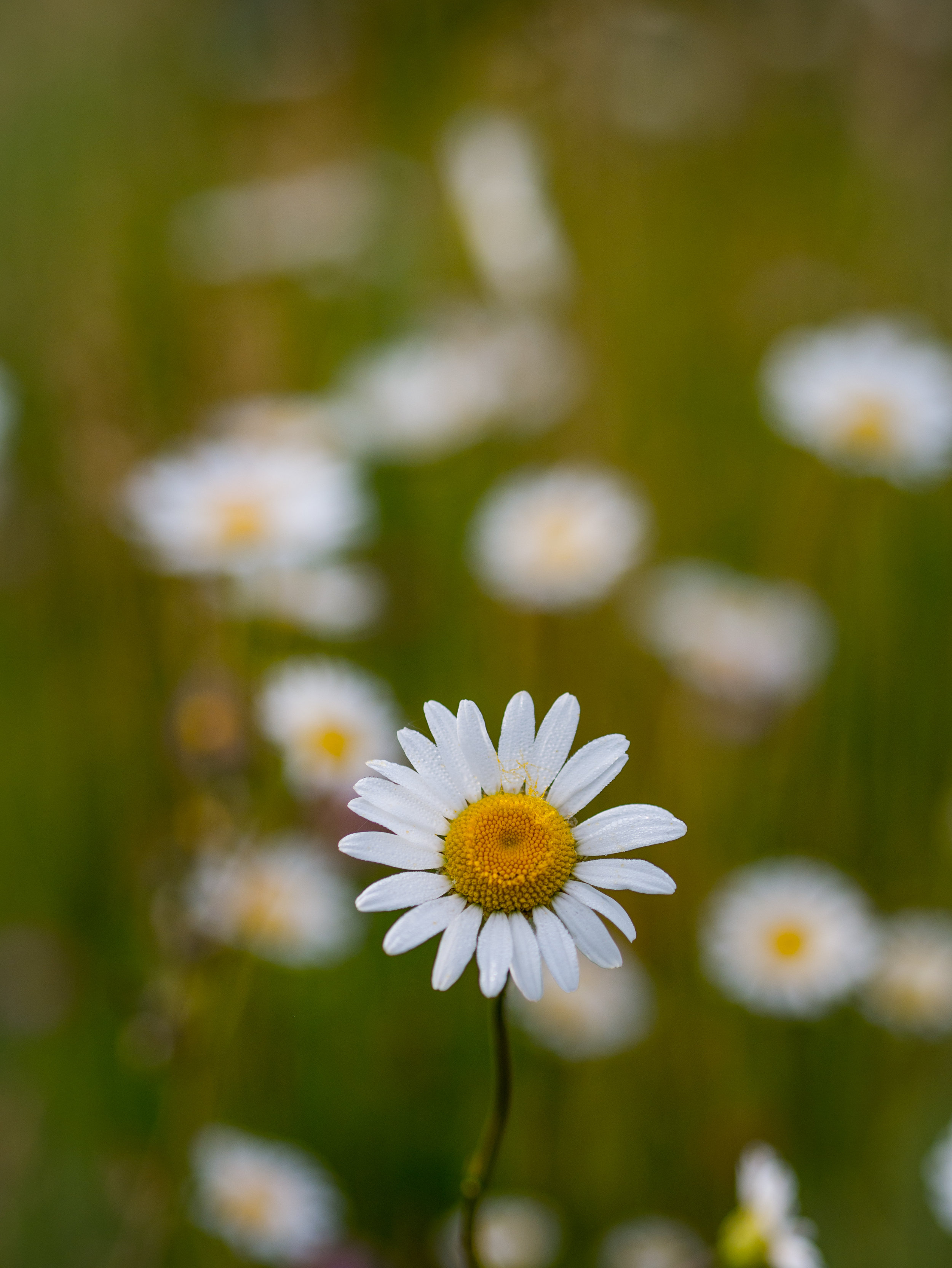 la-petite-marguerite
