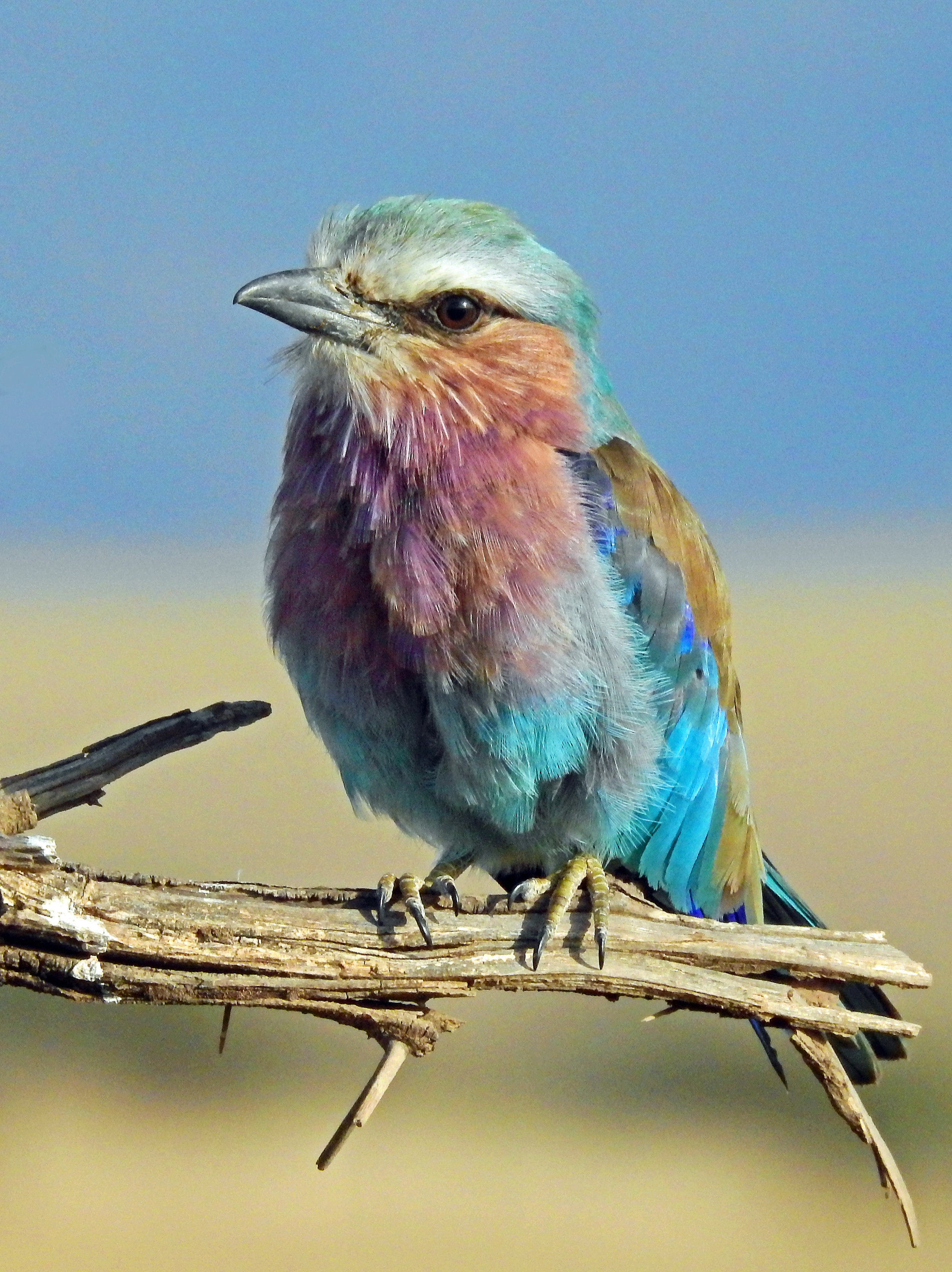 le-petit-oiseau-de-toutes-les-couleurs-gilbert-becaud