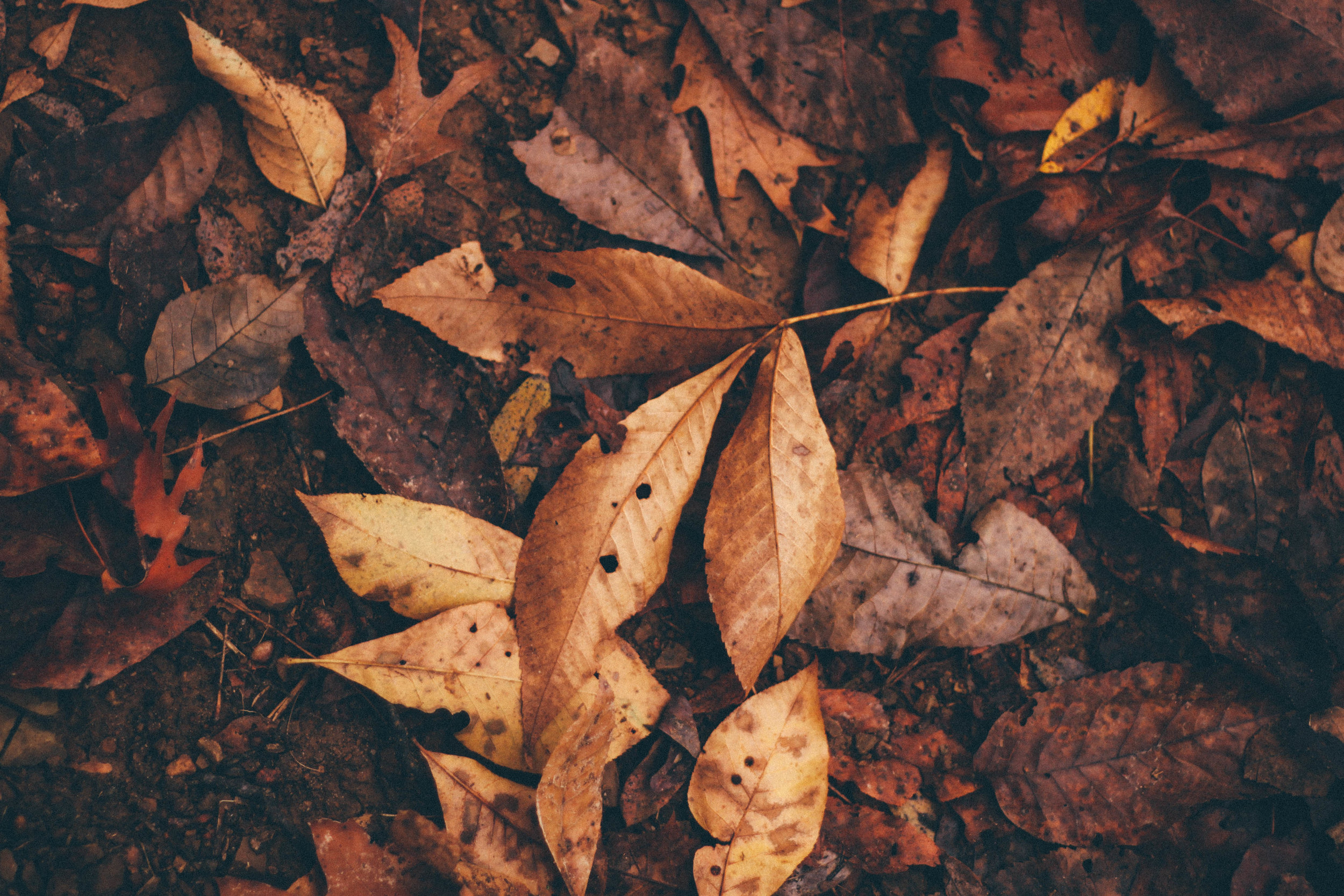 les-feuilles-mortes-edith-piaf