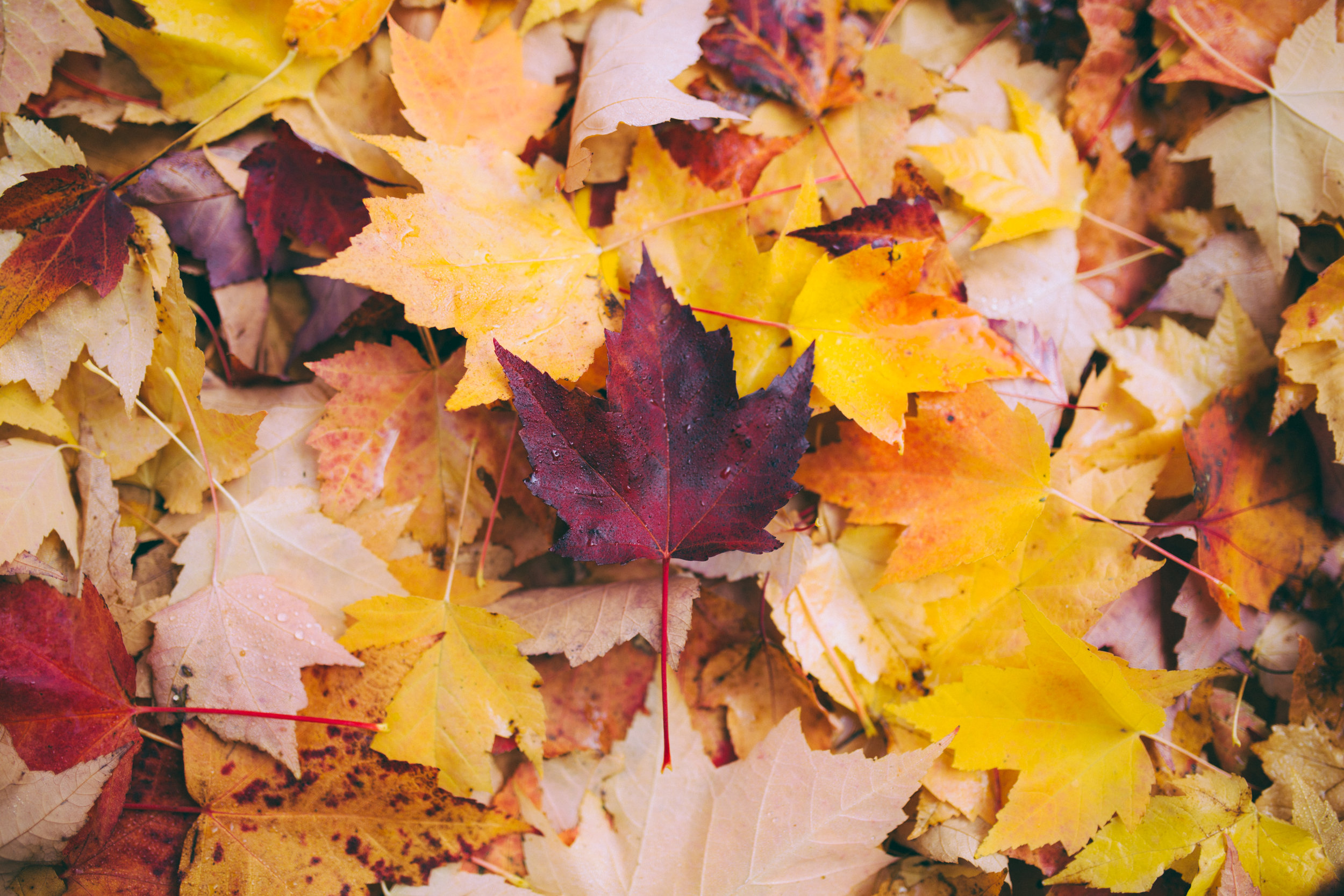 les-feuilles-mortes-juliette-greco