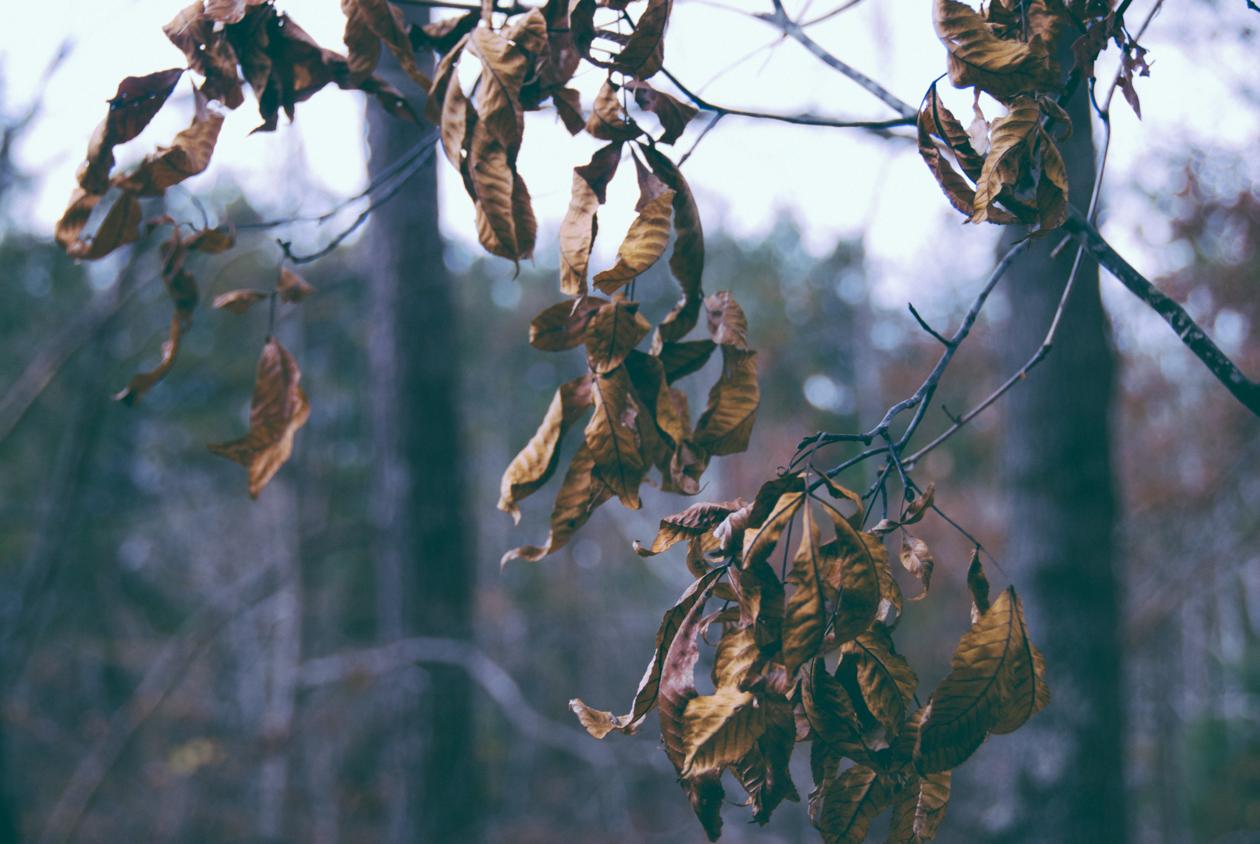 les-feuilles-mortes-yves-montand
