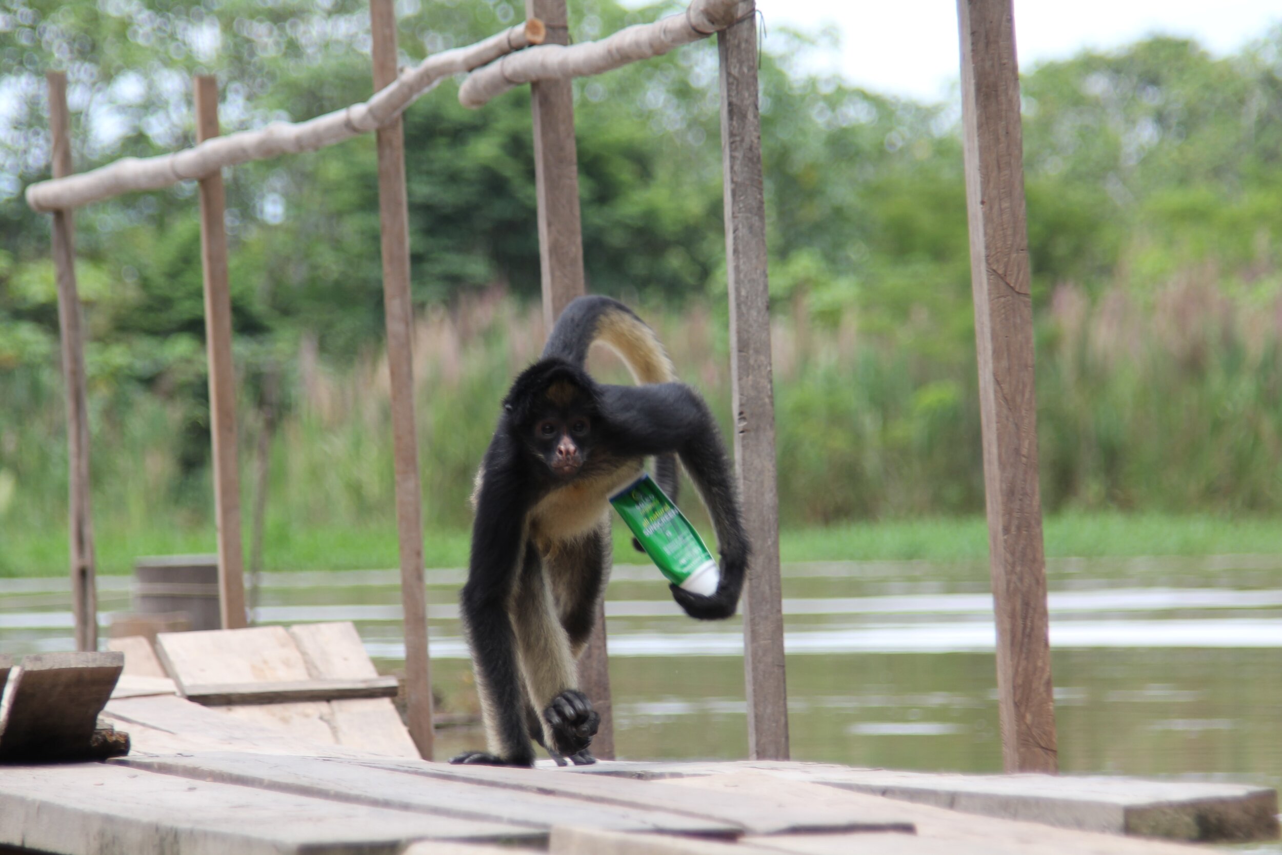 les-singes-jacques-brel